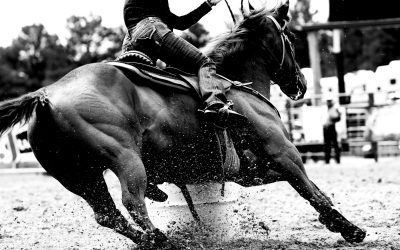 Découvrir l’équitation western